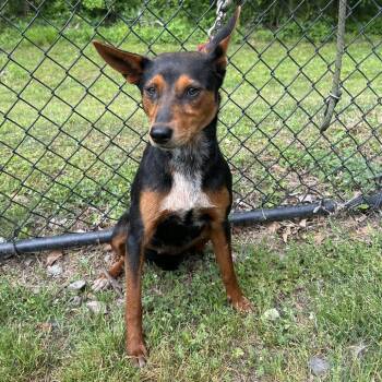 Miniature Pinscher Dogs Available for Adoption in Cabot, Arkansas - (Found) Hattie | PetCurious
