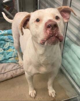 Duke -  Staffordshire Bull Terrier Dog for Adoption in Cleveland, Tennessee - Duke | PetCurious