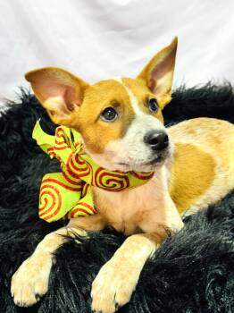 Rescue Australian Cattle Dog Blue Heeler Dogs for Adoption in Nahunta, Georgia - KING | PetCurious