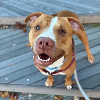 Tank -  Pit Bull Terrier Dog for Adoption in Providence, Rhode Island - Tank | PetCurious