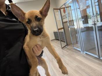 RALPHIE -  German Shepherd Dog Dog for Adoption in Rowlett, Texas - RALPHIE | PetCurious