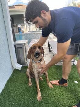 Valentino -  Coonhound Dog for Adoption in Lakeland, Florida - Valentino | PetCurious