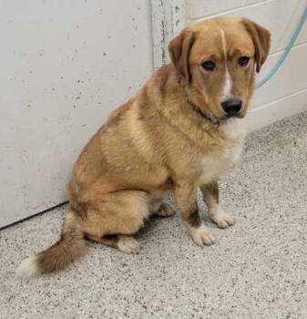 Kadabra -  Mixed Breed Dog for Adoption in Kansas City, Missouri - Kadabra | PetCurious