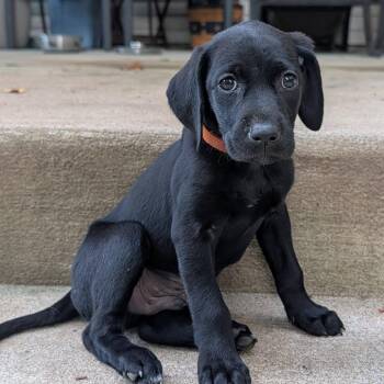 Mohan -  Mixed Breed Dog for Adoption in Fredericksburg, Virginia - Mohan | PetCurious