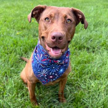 Amelia 251100 -  Mixed Breed Dog Available for Adoption in Gladstone, Michigan - Amelia 251100 | PetCurious