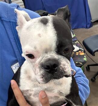 ARYA -  Boston Terrier Dog for Adoption in Dallas, Texas - ARYA | PetCurious