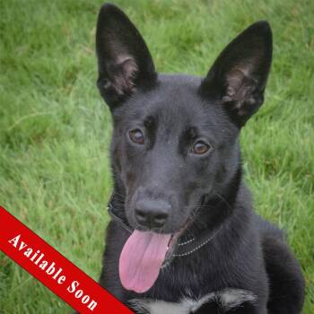 Zayle -  German Shepherd Dog and Australian Kelpie Dog for Adoption in Huntley, Illinois - Zayle | PetCurious