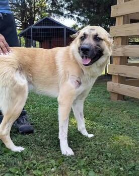 Bastion -  Mixed Breed Dog for Adoption in Nashville, Tennessee - Bastion | PetCurious