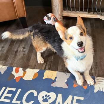 Liam -  Cardigan Welsh Corgi and Jack Russell Terrier Dog for Adoption in Sequatchie, Tennessee - Liam | PetCurious