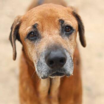 BABY FIDO SCOOBYDOO -  Black Mouth Cur Dog for Adoption in San Antonio, Texas - BABY FIDO SCOOBYDOO | PetCurious