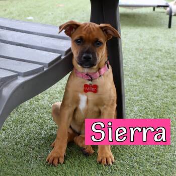 Shepherd Dogs Available for Adoption in Fort Worth, Texas - Western Litter | PetCurious