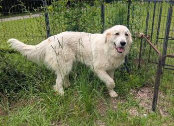 DARBY -  Great Pyrenees Dog for Adoption in Fosters, Alabama - DARBY | PetCurious