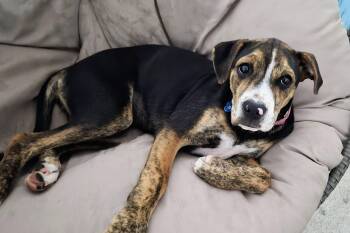 Beagle and Boxer Dogs Available for Adoption in Nashville, Tennessee - Galea | PetCurious