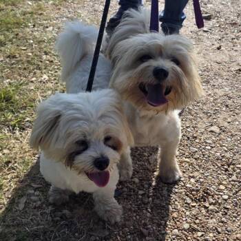 Benji and Betty -  Terrier Dog for Adoption in Sealy, Texas - Benji And Betty | PetCurious