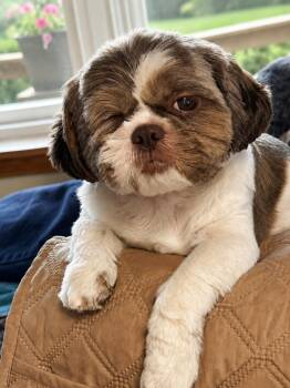 Shih Tzu Dogs Available for Adoption in Pataskala, Ohio - Nadia - ARR | PetCurious