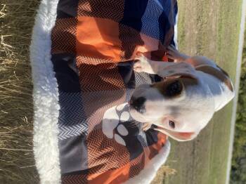 Rescue American Bulldog Dogs for Adoption in Lakeland, Georgia - Rain | PetCurious