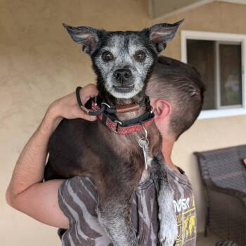Chihuahua Dogs Available for Adoption in Ramona, California - Mac | PetCurious