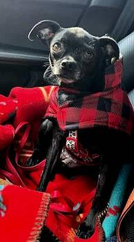 Rescue Chihuahua Dogs for Adoption in Nipomo, California - Gypsy | PetCurious