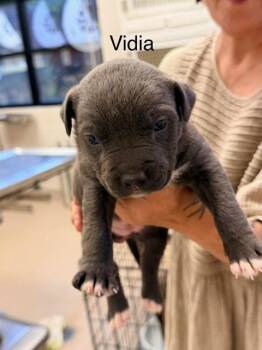 Vidia -  Labrador Retriever Dog for Adoption in Madison, Georgia - Vidia | PetCurious