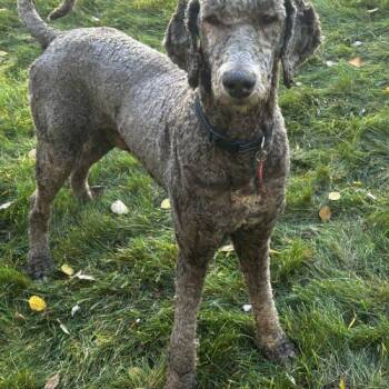 Neville -  Standard Poodle Dog for Adoption in Courtice, Ontario - Neville | PetCurious