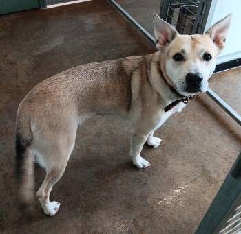 Husky and Terrier Dogs Available for Adoption - Crystal | PetCurious