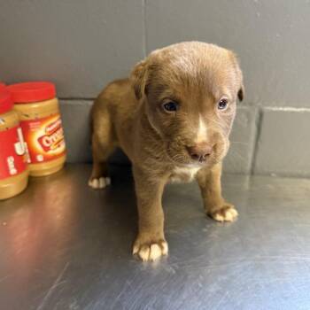 Shepherd and Labrador Retriever Dogs Available for Adoption in Tuscaloosa, Alabama - TUSC-Stray-84534_2_3_4_5 | PetCurious