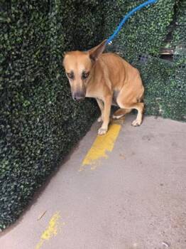 Lucille* -  Shepherd and Mixed Breed Dog for Adoption in El Paso, Texas - Lucille* | PetCurious