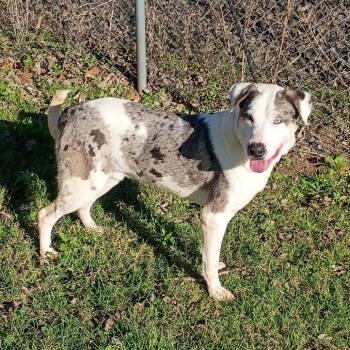 Bluey D45846 -  Catahoula Leopard Dog Dog for Adoption in Corsicana, Texas - Bluey D45846 | PetCurious