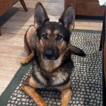 TRIXIE (643) -  German Shepherd Dog and Shepherd Dog for Adoption in Indiantown, Florida - TRIXIE (643) | PetCurious