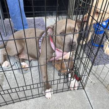 Lola -  American Bulldog Dog for Adoption in Greensboro, Georgia - Lola | PetCurious