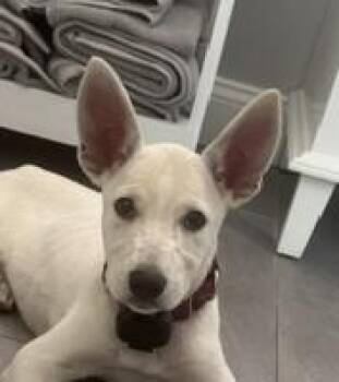 Sugar Bee - Local Pup -  Shepherd and Golden Retriever Dog for Adoption in Andover, Massachusetts - Sugar Bee - Local Pup | PetCurious