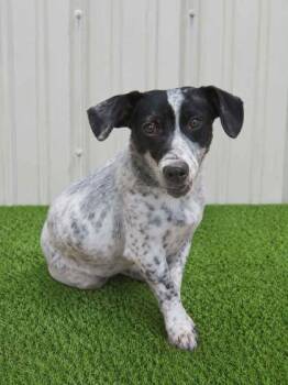 Kolton -  Mixed Breed Dog for Adoption in Beatrice, Nebraska - Kolton | PetCurious