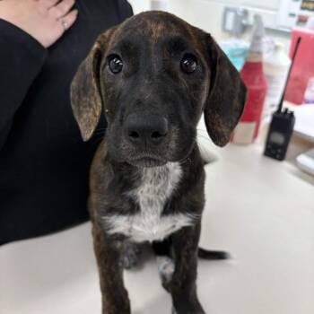 Ms. Casey -  Labrador Retriever and Hound Dog for Adoption in Beaumont, Texas - Ms. Casey | PetCurious