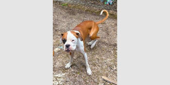 Rescue Boxer Dogs for Adoption in Hewitt, Texas - Jack Henry | PetCurious