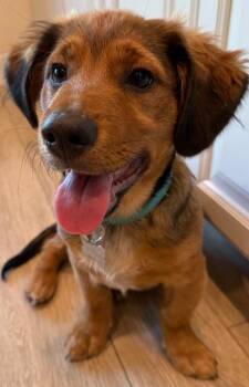 Roscoe -  Terrier Dog for Adoption in Coachella, California - Roscoe | PetCurious