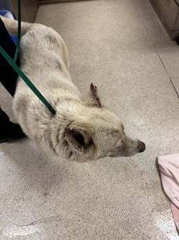 Rescue Siberian Husky and Mixed Breed Dogs for Adoption in Riverside, California - GRAVY | PetCurious