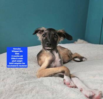Hercules -  Whippet Dog for Adoption in Oviedo, Florida - Hercules | PetCurious