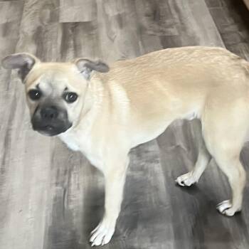 Pug Dogs Available for Adoption in Las Vegas, Nevada - Ripple | PetCurious
