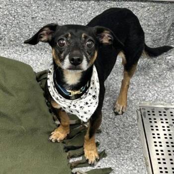 Buckley -  Dachshund and Mixed Breed Dog for Adoption in Atlanta, Georgia - Buckley | PetCurious