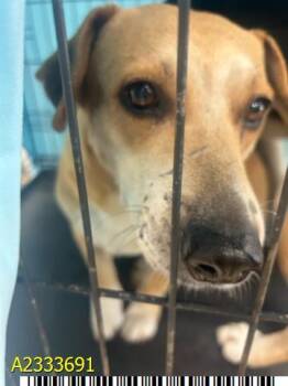 Mixed Breed Dogs Available for Adoption in West Palm Beach, Florida - MISTY | PetCurious