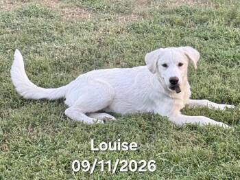 Louise -  Great Pyrenees Dog for Adoption in Warren, Rhode Island - Louise | PetCurious