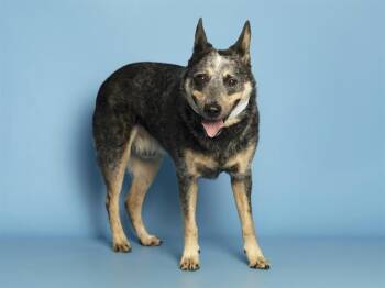 Australian Cattle Dog Blue Heeler Dogs Available for Adoption in Phoenix, Arizona - CONNOR | PetCurious
