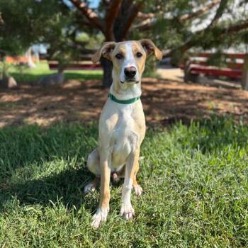 Vincent -  Labrador Retriever and Mixed Breed Dog for Adoption in Fargo, North Dakota - Vincent | PetCurious