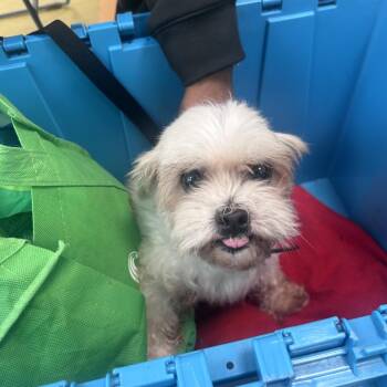 Brownie Zuber -  Mixed Breed Dog for Adoption in Philadelphia, Pennsylvania - Brownie Zuber | PetCurious