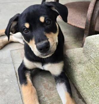 Labrador Retriever Dogs Available for Adoption in Grand Bay, Alabama - Oscar | PetCurious