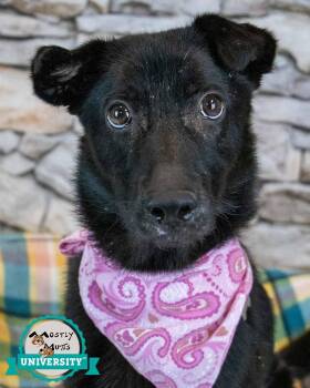Rescue Shepherd and Border Collie Dogs for Adoption in Kennesaw, Georgia - Fiona | PetCurious