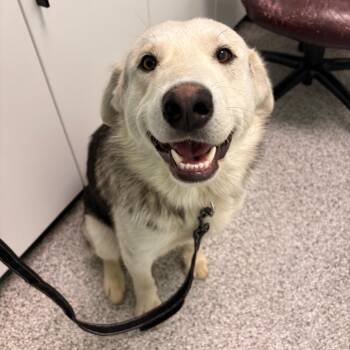 Silver -  Husky Dog for Adoption in Clavet, Saskatchewan - Silver | PetCurious