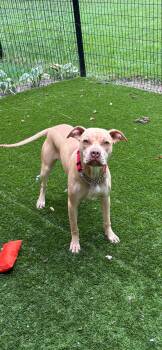 Liliana -  Pit Bull Terrier and Boxer Dog for Adoption in Midland, Michigan - Liliana | PetCurious