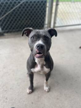Bella -  Mixed Breed and Pit Bull Terrier Dog for Adoption in Pomeroy, Ohio - Bella | PetCurious