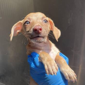 Terrier and Mixed Breed Dogs Available for Adoption in Edinburg, Texas - London | PetCurious
